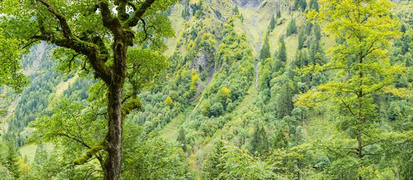 Mountain forest in the Oytal