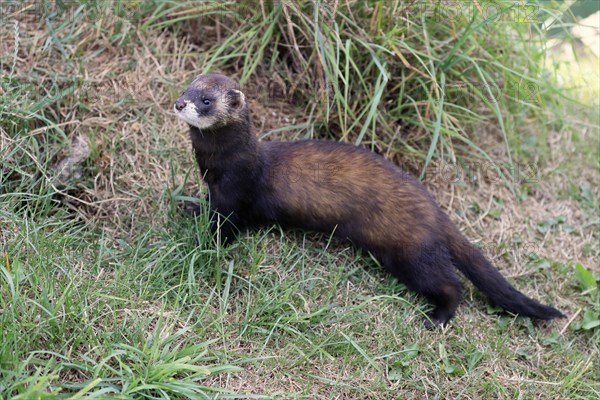 European polecat