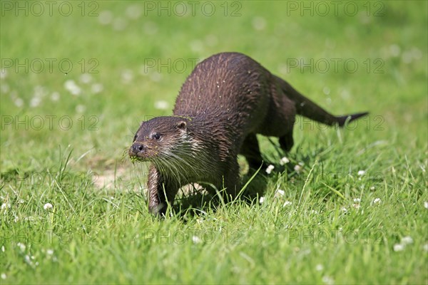 European otter