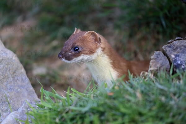 Ermine