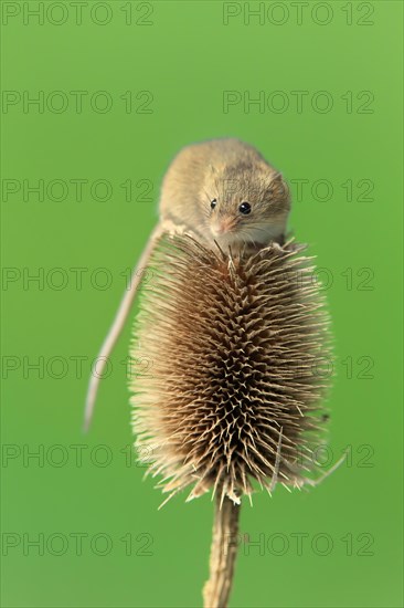 Eurasian harvest mouse