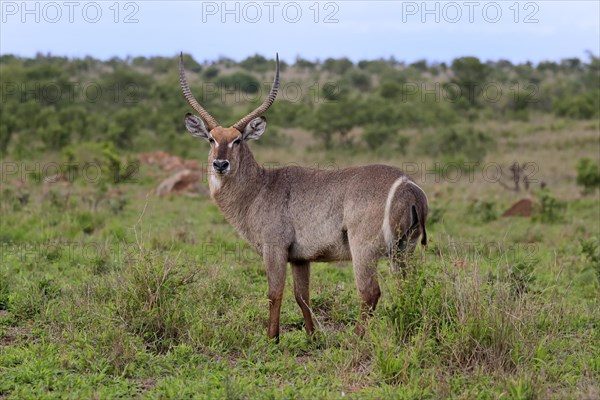 Ellipsen waterbuck