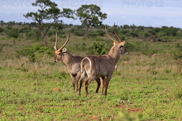 Ellipsen waterbuck