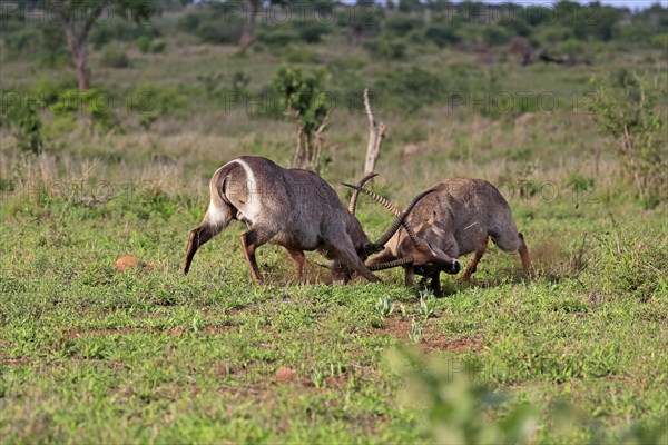 Ellipsen waterbuck