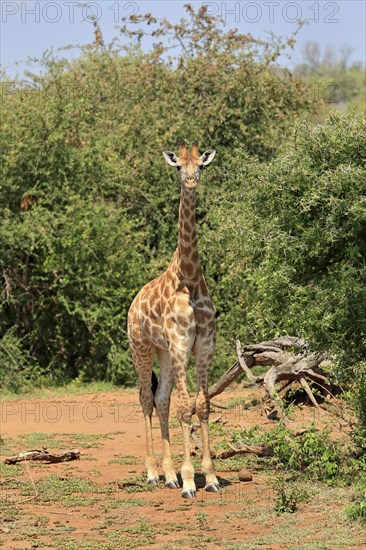 Southern giraffe