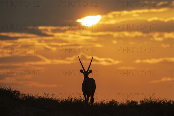 Gemsbok