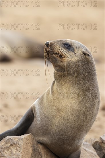 Cape Fur Seal