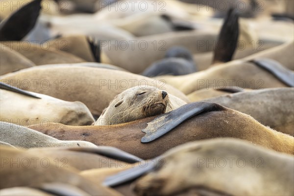 Cape Fur Seal