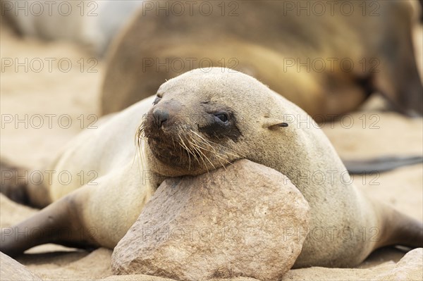 Cape Fur Seal