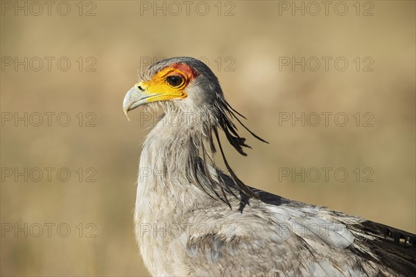 Secretary Bird