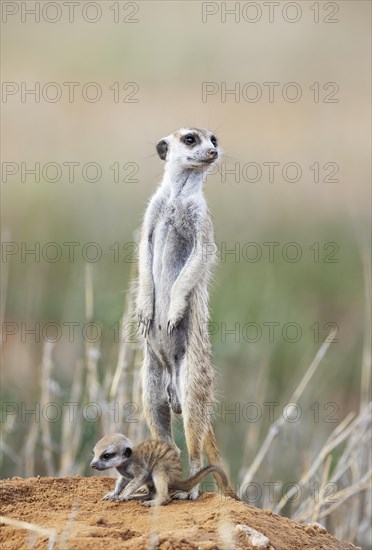 Suricate