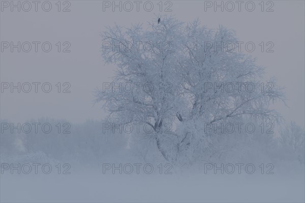 Foggy atmosphere with hoarfrost on the Weser island of Strohauser Plate