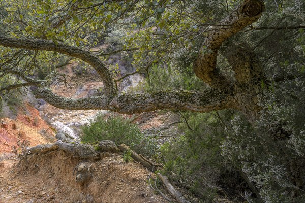 Cork oak