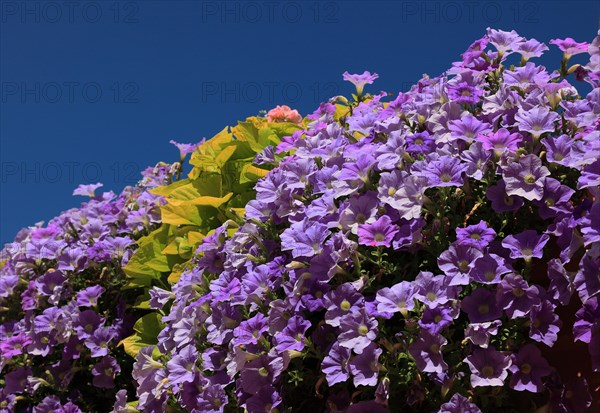 Purple flowering petunias