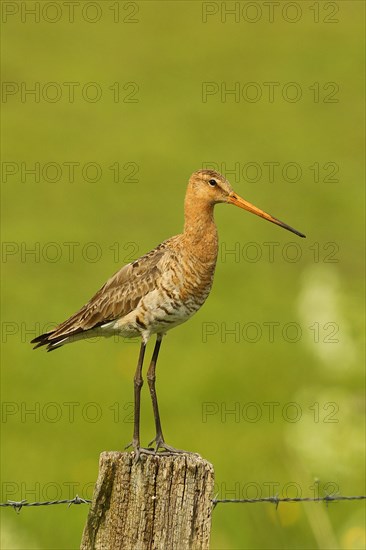 Black-tailed Godwit