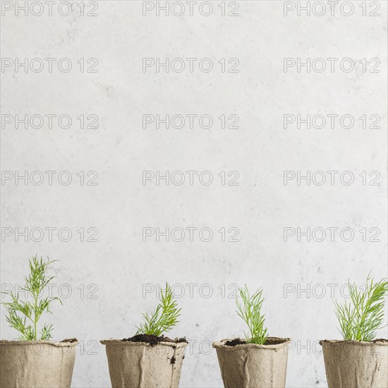 Row dill grown peat pots against concrete wall