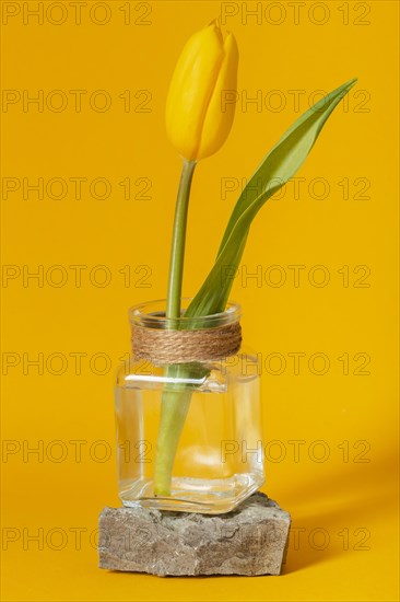 Tulip transparent vase isolated yellow