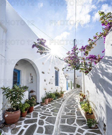 White Cycladic houses with flower pots and purple bougainvillea