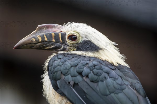 Visaya Tarictic Hornbill