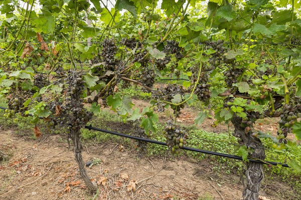 Grape diseases