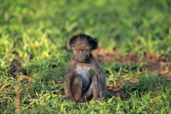 Bear baboon