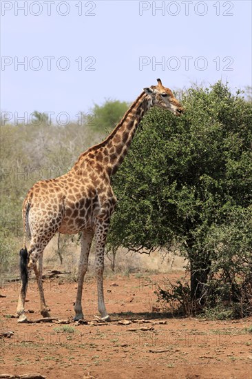 Southern giraffe