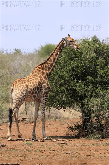 Southern giraffe