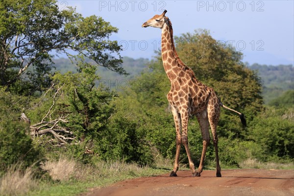 Southern giraffe