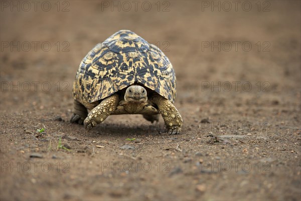 Leopard tortoise