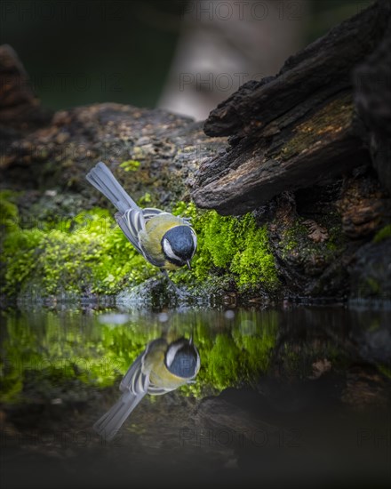 Great tit