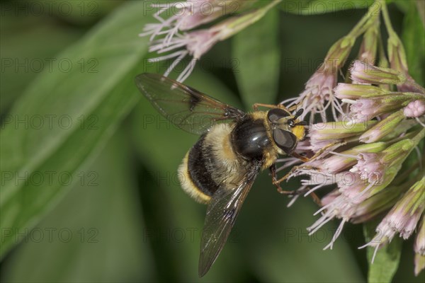 Variegated fur fly