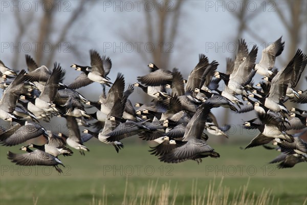 Barnacle Goose