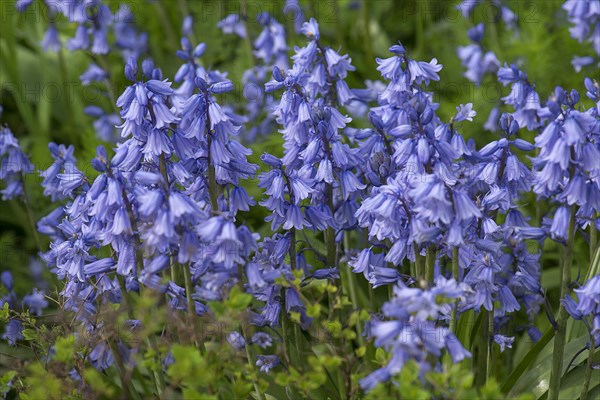 Bluebell