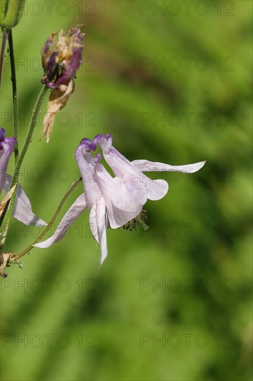 European columbine