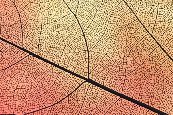 Transparent leaf with orange backlight