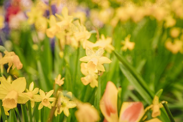 Amazing yellow daffodils flower field morning sunlight