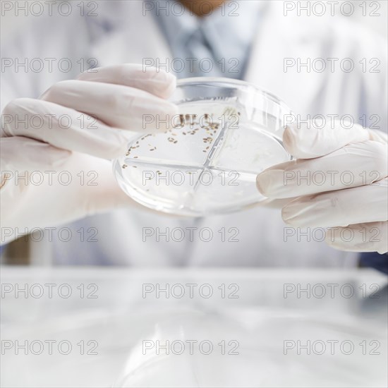 Researcher with petri dish biotechnology laboratory