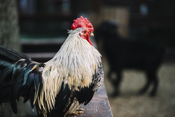Side view rooster perching wooden fence