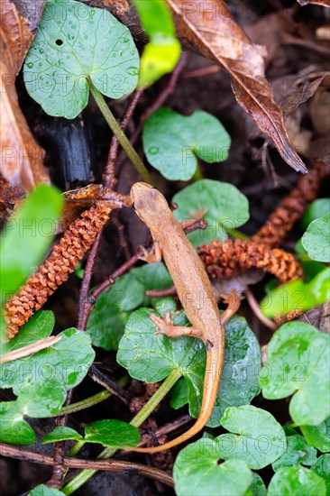 Common newt