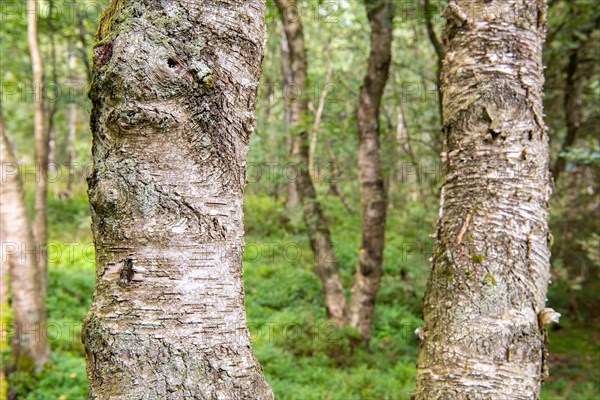 Bog birch