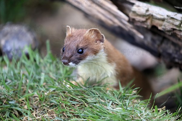 Ermine