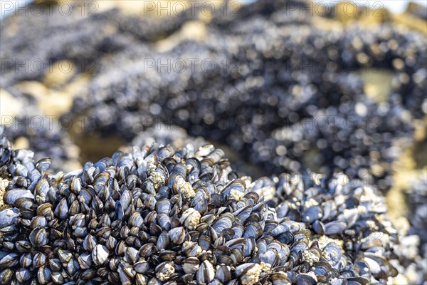 Mussels Mytilidae on a rock