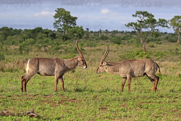 Ellipsen waterbuck