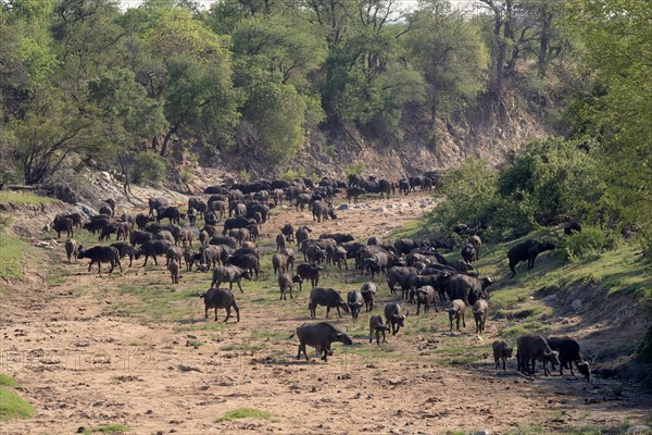 Cape buffalo