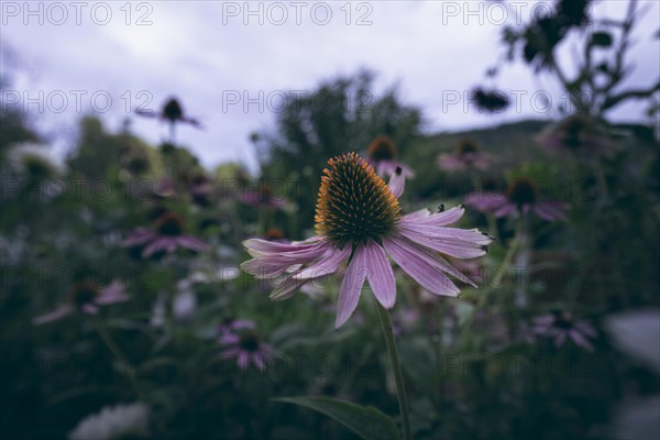 Coneflower