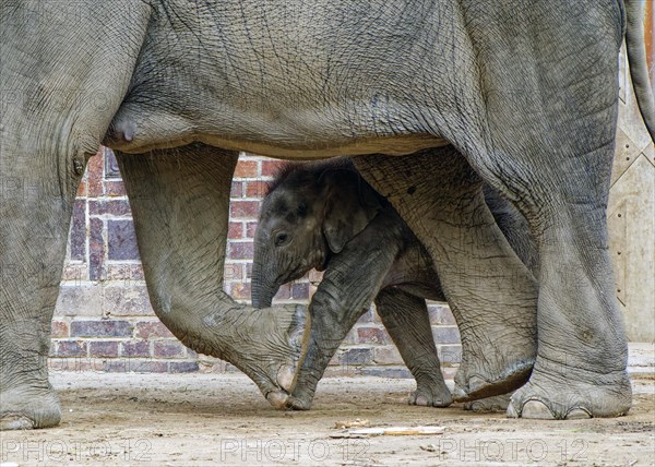 Asian elephant