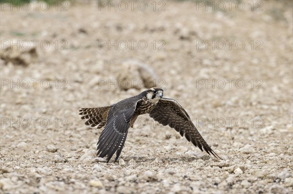 Lanner Falcon