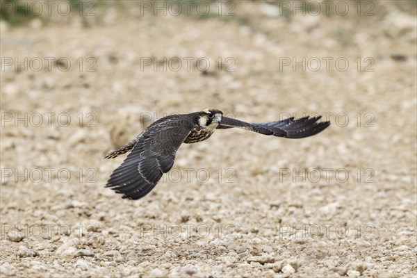 Lanner Falcon