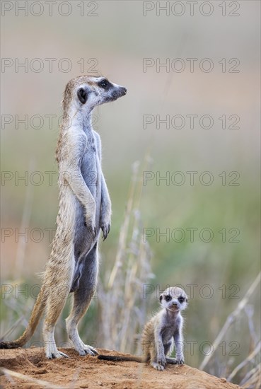 Suricate