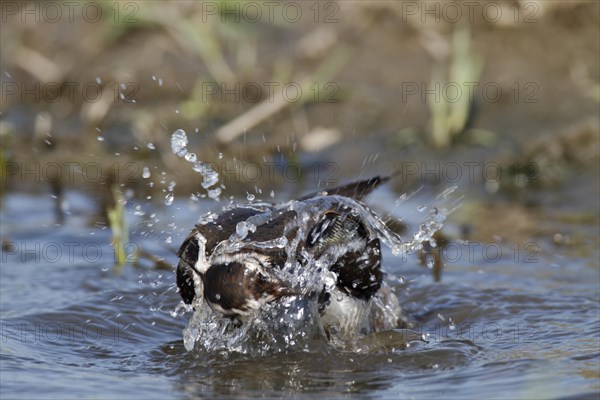 Northern lapwing